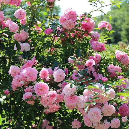 Gaestehaus Waltraud Stelzl *