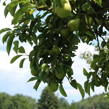 Bed & Breakfast Gaestehaus Waltraud Stelzl Arnfels