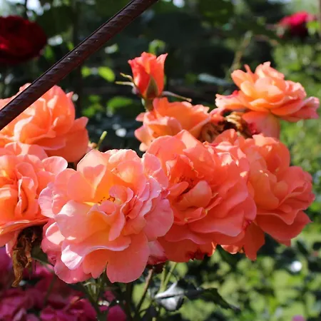 Gaestehaus Waltraud Stelzl * Arnfels