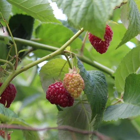 Bed & Breakfast Gaestehaus Waltraud Stelzl Arnfels