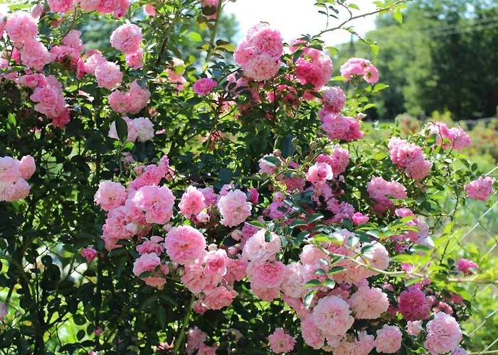 Gaestehaus Waltraud Stelzl *