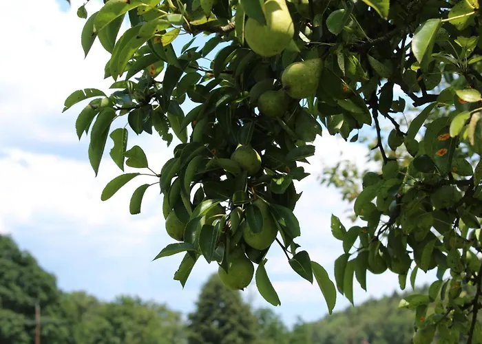 Bed & Breakfast Gaestehaus Waltraud Stelzl Arnfels