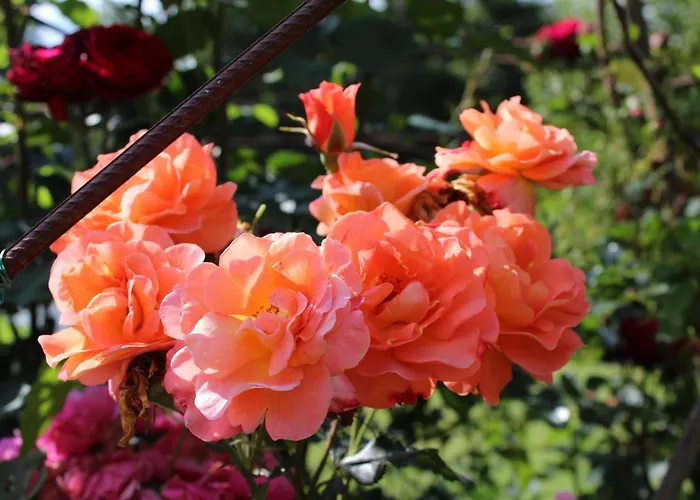 Gaestehaus Waltraud Stelzl * Arnfels