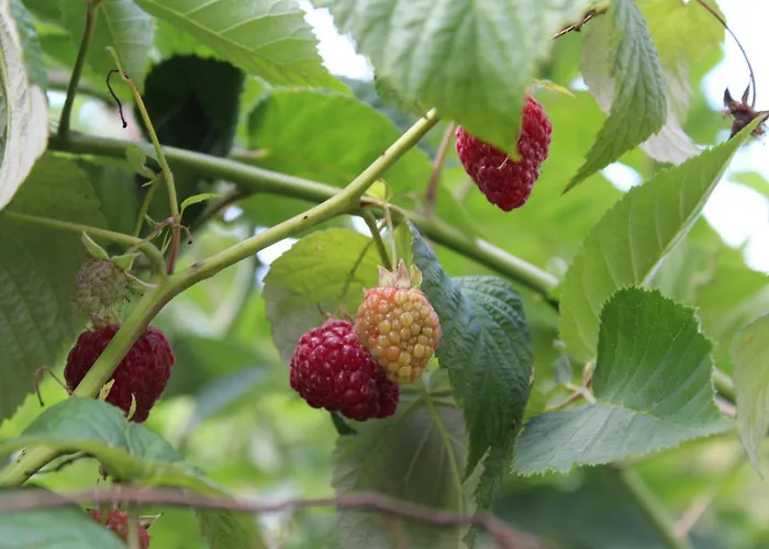 Bed & Breakfast Gaestehaus Waltraud Stelzl Arnfels